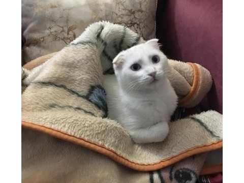 2 yaşında kısır dişi scottish fold yavrum