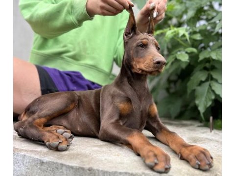 Kızıl king doberman yavru