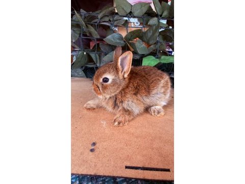 Hollanda lop ve cüce tavşanı yavrular