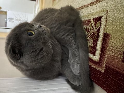 7 yaşında kısır scottish fold
