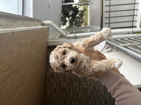 Maltipoo yavrular