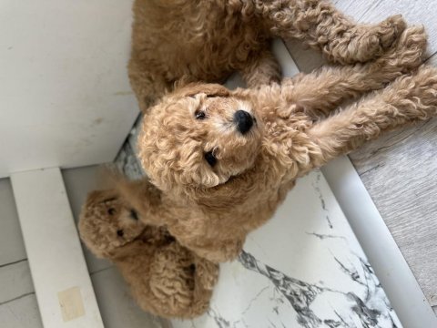 2 aylık yavru toy poodle