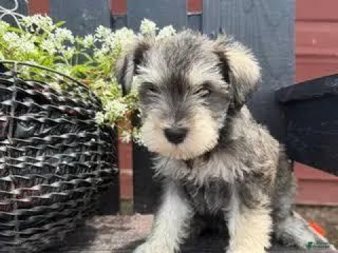 Aşılı sağlık garantili schnauzer bebeğimiz