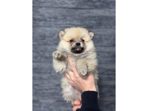 Pomeranian bebekleri