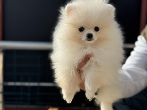 Yasal ruhsatlı çiftlikden ziyarete açık pomeranian