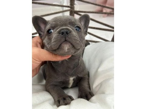Kaliteli blue french bulldog bebekler