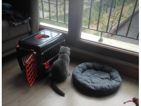 Scottish fold erkek 4 aylık