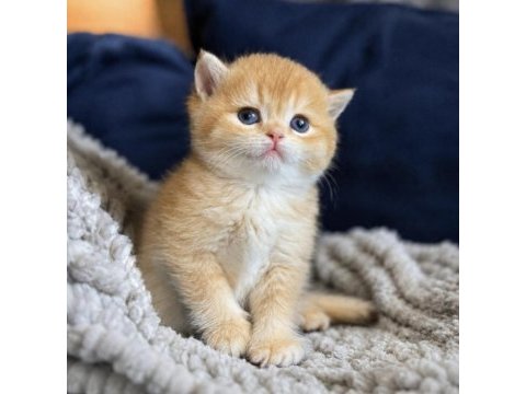 Show kalite british shorthair golden bebekler