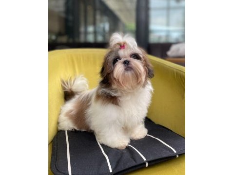 Şecereli shih tzu