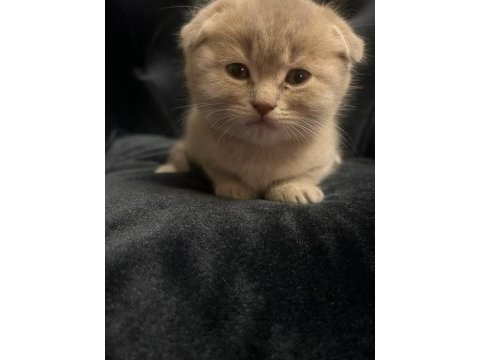 55 günlük scottish fold yavrularımız