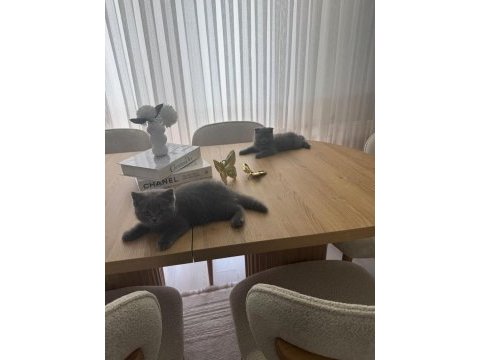 Erkek yavru british shorthair kedisi
