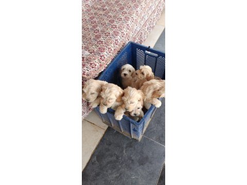 Orijinal maltipoo bebekler