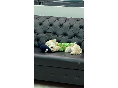 Evde bakılmış sevimli yavru maltipoo