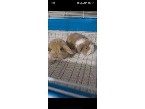 Sarı / karamel beyaz hollanda lop tavşanı çift renkli