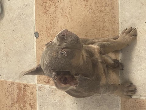 New shade isabella tan maybe fluffy taşıyıcı french bulldog