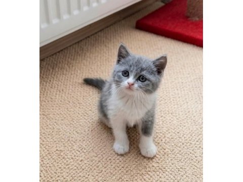 Blue bicolor ve golden müthiş british shorthair yavrular