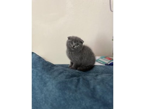 Dişi scottish fold uyguna yavru