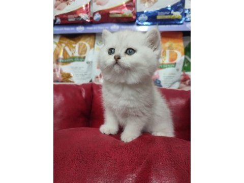 British shorthair
