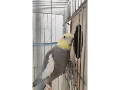 1.5 / 2 yaşında yavru veren hazır takım sultan