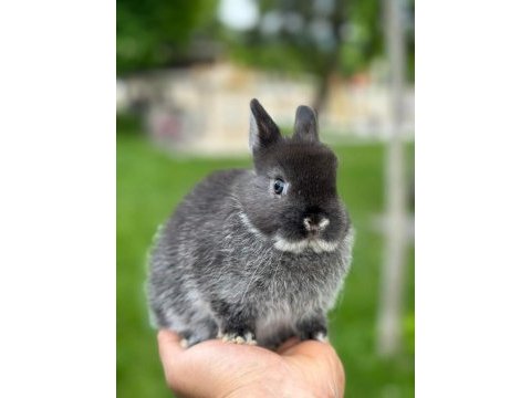 Netherland dwarf (cüce tavşan) bebekler yeni yuvasını arıyor
