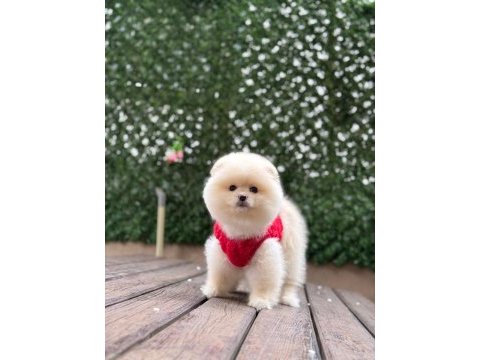 Pomeranian boo köpekleri