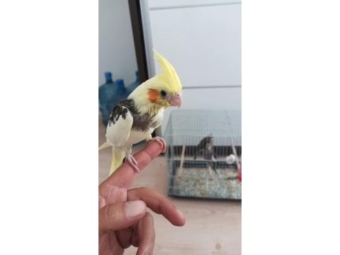 El besleme eğitimli sultan papağanı bebekler