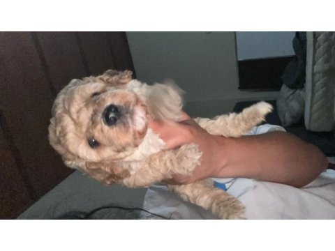 Harika maltipoo yavruları