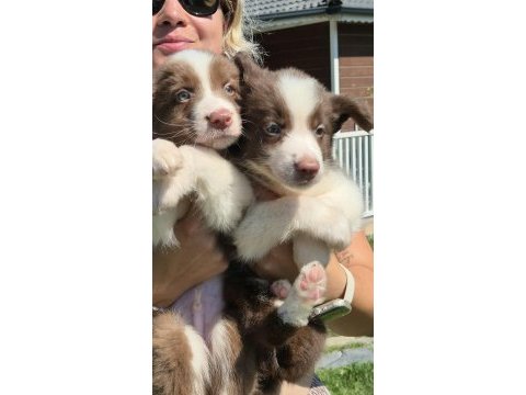 Border collie yavruları aşıları tam