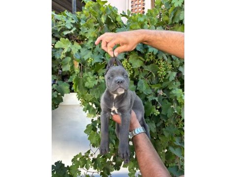 Cane corso yavrularımız
