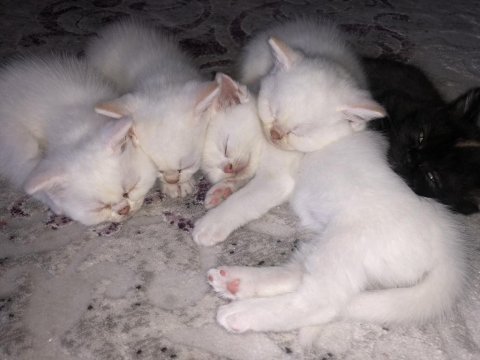 İran chinchilla yavrular