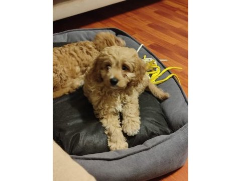 2 aylık cavapoo dişi