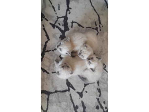 Bluepoint british shorthair yavrular