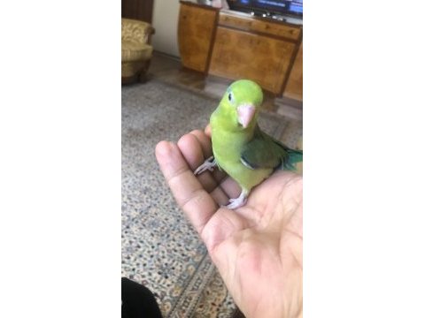 Erkek yavru forpus