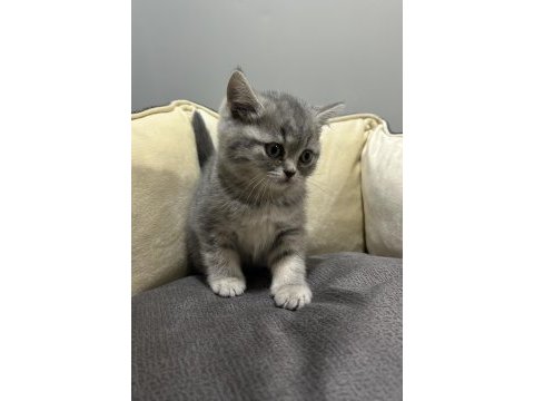 Tabby british shorthair