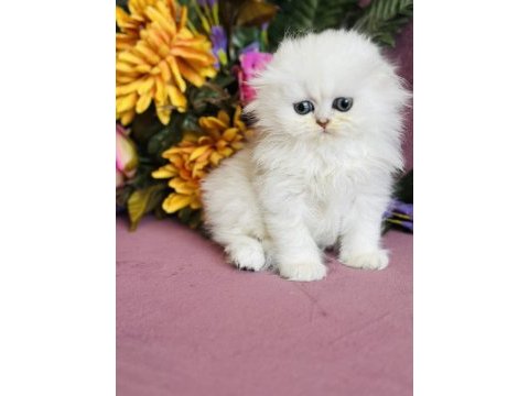 Orijinal scottish fold