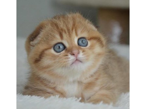 Portakal rengi ny24 scottish fold
