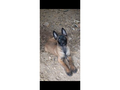 Orjinal belçika malinois bebekler
