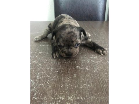 Black ve black merle french bulldog yavrularımız