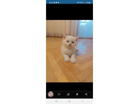 Kar beyaz british longhair