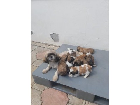 Bebeklerimiz yeni ailelerini bekliyor sihh tzu