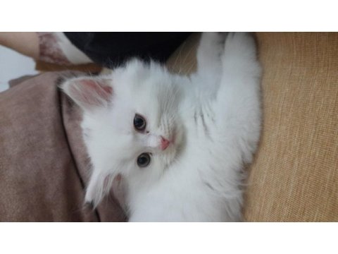 Pamuk kedimiz simba mi kim ister