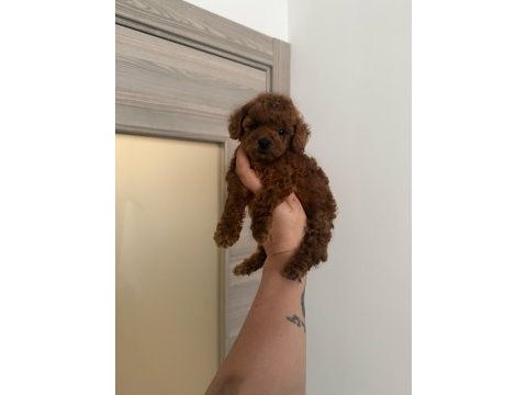 Dişi ve erkek kore korekan poodle yavrularım