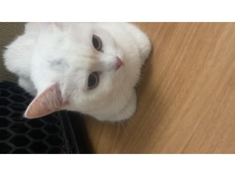 British shorthair kızıma kalıcı yuva arıyorum