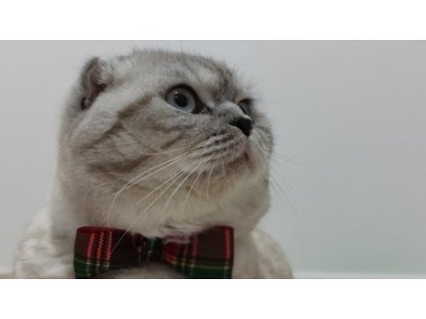 Ayı surat 14 aylık scottish fold