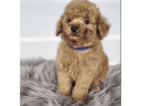 Toy poodle yavru