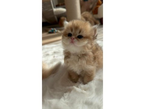 Caglar house cattery british kediler