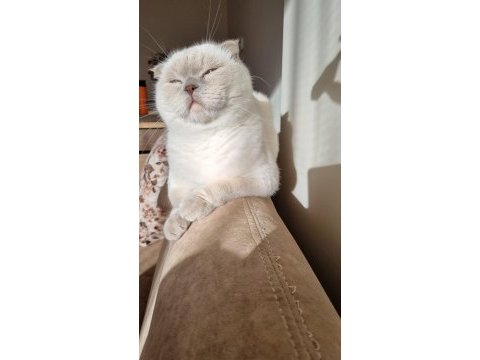 3 yaşında kısır scottish fold oğlumuz