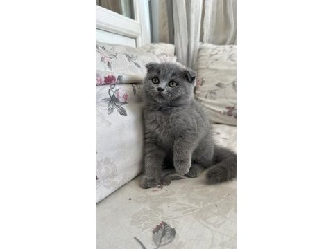 Scottish fold