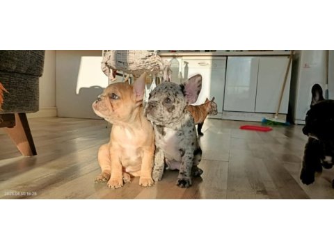 Egzotik merle french bulldog bebekler