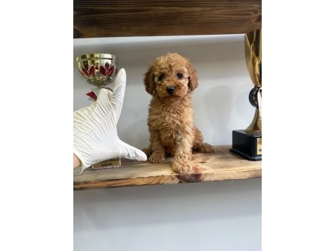 1. kalite maltipoo